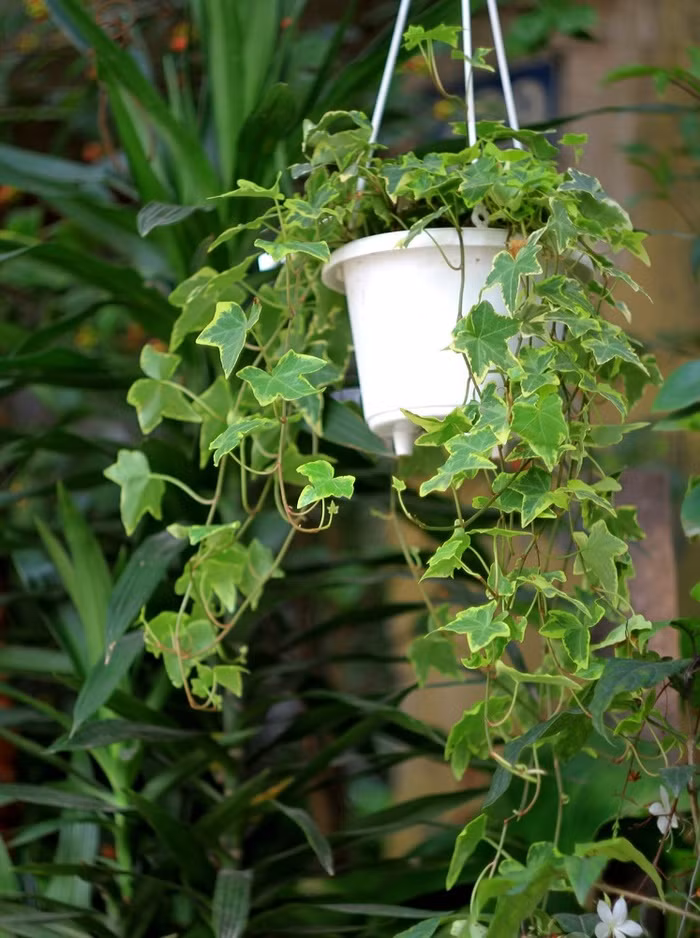 Cây thường xuân Là loại cây rất tốt theo phong thủy có khả năng trừ tà, mang lại may mắn bình an cho gia chủ Không những thế tán lá rậm rạp của thường xuân hấp thụ rất tốt formaldehyde (phoóc-môn), một trong những chất gây ô nhiễm không khí trong nhà phổ biến nhất, vốn được sử dụng nhiều trong các vật liệu như gỗ dán, thảm, xốp cách điện và nhựa gỗ.