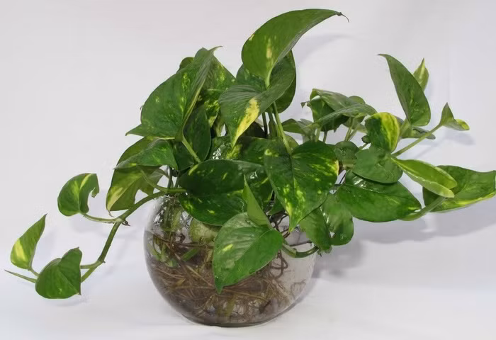 Cây trầu bà Cây trầu bà giúp xua đuổi tà ma, mang lại may mắn và tài lộc cho gia chủ. Giống như nhiều cây dây leo khác, trầu bà khắc phục tình trạng có khí formaldehyde, carbon monoxide và benzene trong nhà. Cây trầu bà giúp có khả năng hút được khí độc từ máy vi tính, loại bỏ chất gây ung thư formaldehydes và nhiều chất hóa học dễ bay hơi khác. Thích hợp để trồng trang trí trong văn phòng, nhà hàng - khách sạn, tại nhà... hoặc môi trường có nhiều tiếng ồn. Ý nghĩa của cây của cây trầu bà là may mắn, thành đạt và bình an, cây trầu bà thường được trồng để làm đẹp, trang trí… hoặc làm nguyên liệu cắm hoa.