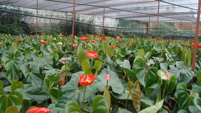 Cây hồng môn Đại hồng môn là hoa màu đỏ đang được ưa chuộng nhất hiện nay. Theo phong thủy, cây Hồng Môn mang lại cho gia chủ sự bình an, may mắn, cây còn thể hiện sự thương yêu. Ngoài ra, cây này có tác dụng hấp thụ bức xạ rất tốt.