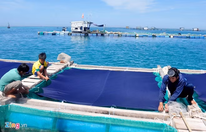 Các ngư dân Lý Sơn che màn chống nắng, gió cho thủy sản. Lồng nuôi tôm hùm, cá bớp... được đặt ở vùng kín gió, cố định bằng các dây thừng vào giữa các thanh gỗ giằng ngang, dọc tránh chao đảo. Đáy lồng cách mặt biển khoảng 6 m, đảm bảo môi trường tự nhiên cho tôm phát triển.