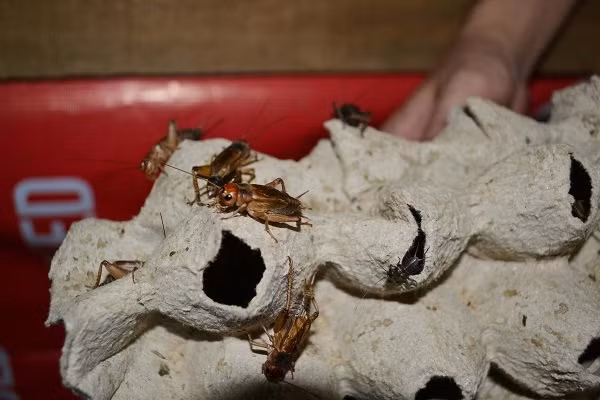 Năm 2010, anh Thắng quyết định nghỉ dạy, chuyển vào TP. Vinh sinh sống để chuyên tâm vào việc nghiên cứu và nuôi dế. “Lúc đó, nhiều người trong gia đình cho rằng dự định của mình thật điên khùng”, anh nói. Sau thời gian chuyên tâm nghiên cứu, nuôi thử nghiệm, cuối cùng anh Thắng cũng thành công. Anh còn truyền lại kiến thức cho nhiều nông dân muốn nuôi dế. Năm 2013, anh quyết định học thạc sỹ quản lý kinh tế, đề tài bảo vệ luận văn tốt nghiệp “Dế mèn học”. Anh Thắng lý giải, việc đi học là để anh trau dồi thêm kiến thức và dễ dàng truyền đạt kinh nghiệm cho nhiều người hơn. Hiện anh đã có trong tay một trang trại nuôi dế và các loại côn trùng, cung cấp sản phẩm cho 5 tỉnh miền Trung.