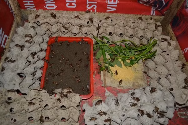 Năm 2008, xem chương trình nuôi dế trên truyền hình, anh Thắng bị ám ảnh và luôn suy nghĩ về nó. “Khi xem xong chưa trình trên tivi, ngày nào ăn, ngủ, dạy tôi đều nghĩ về dế... ”, anh kể. Sau đó, anh quyết định đặt thử giống ở TP.HCM về để nuôi thử nghiệm. Kết quả ban đầu không được như mong đợi vì thời điểm đó, tại Nghệ An chưa có mô hình cũng như cơ sở đào tạo kỹ thuật nuôi loại côn trùng này. Tuy nhiên, thầy giáo trẻ vẫn ấp ủ giấc mơ nuôi dế. Hàng ngày, anh tìm hiểu tài liệu trên internet, nghiên cứu về đặc tính của dế.