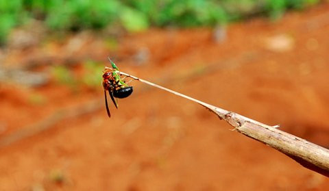 Theo chan tho san dap rung duoi theo ong bap cay