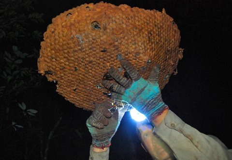 Theo chan tho san dap rung duoi theo ong bap cay-Hinh-3