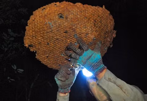 Theo chan tho san dap rung duoi theo ong bap cay-Hinh-3