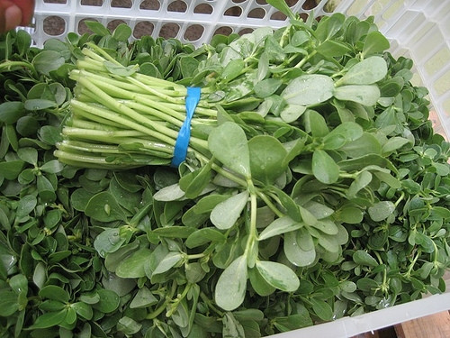 1. Rau sam Ngoài chứa nhiều vitamin và khoáng chất, rau sam còn được coi là loại thuốc tiệt trùng điều trị hiệu nghiệm chứng lở loét ngoài da, làm tiêu nhọt độc, trị mụn trứng cá hiệu quả. Để trị mụn bằng rau sam, bạn chỉ cần chuẩn bị 1 nắm rau sam tươi. Sau đó rửa sạch và cho vào cối giã nhỏ hoặc có máy xay sinh tố thì cho vào xay nát ép lấy nước. Nước cốt rau sam để riêng và bã rau sam để riêng thành các phần khác nhau. Trước khi áp dụng, bạn rửa sạch mặt và để chúng khô tự nhiên. Sau đó, thấm nước cốt rau sam và bôi lên mặt mụn. Hoặc có thể dùng nước cốt rau sam để rửa mặt mụn nhiều lần trong ngày và để chúng tự khô. Ngoài ra, tranh thủ những lúc ngủ trưa hoặc tối, bạn có thể đắp bã và nước cốt rau sam lên mặt để ngủ sẽ giúp nốt mụn trứng cá nhanh chóng biến mất.