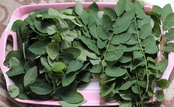 2. Rau ngót Không chỉ là thực phẩm quen thuộc trong bữa cơm gia đình, rau ngót còn chứa nhiều vitamin A, C… giúp hỗ trợ xoá mờ thâm mụn hiệu quả. Nếu da mặt bị mụn và thâm do mụn, bạn hãy giã rau ngót với một chút gừng. Sau đó lấy nước đó thoa lên vùng bị nám hoặc tàn nhang trong vòng 15 phút. Thực hiện biện pháp này hàng ngày cho đến khi mụn và sẹo mụn thâm mờ đi.