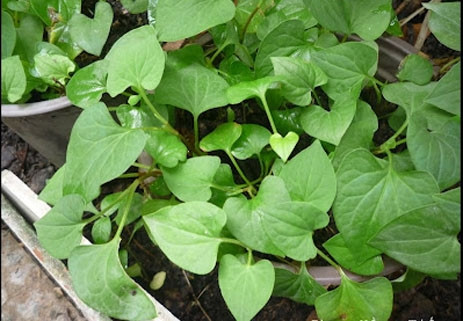 3. Diếp cá Ngoài tác dụng thanh nhiệt, trị ho, diếp cá còn có khả năng chữa mụn, dưỡng da hiệu quả. Diếp cá có tính mát, khả năng kháng khuẩn nên giúp ngăn ngừa viêm nhiễm nang lông, làm mát và đẹp da. Để áp dụng, bạn chỉ cần xay hoặc giã nhuyễn diếp cá rồi đắp trực tiếp lên mặt, trước khi đi ngủ. Tuy nhiên chỉ nên áp dụng 3 tuần/lần và để chúng lưu lại trên da trong 20 phút rồi rửa sạch với nước.