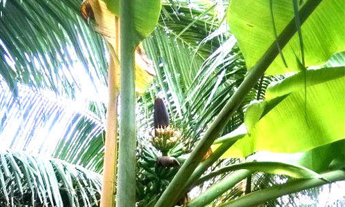 Buồng chuối trổ ngược.