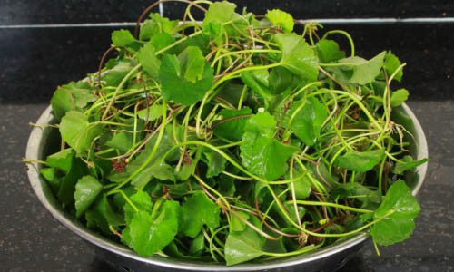 Nếu uống nước rau má, bạn nên sử dụng thêm một lát gừng. Ảnh minh họa.