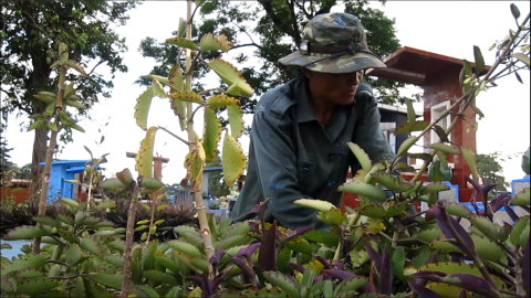 Anh Nguyễn Văn Thạo đang chăm sóc lại cây cảnh tại phần mộ nhận tu sửa.