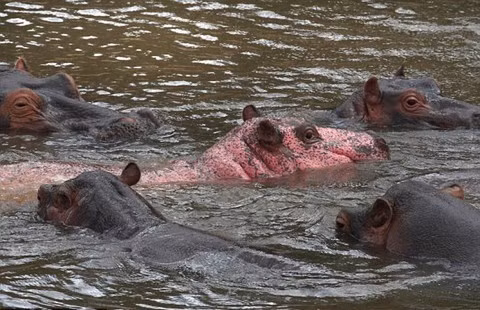 Bat gap ha ma mau hong cuc hiem o Kenya