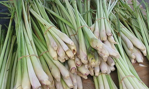 Vi sao trong mua dong nha nao cung can co cay sa?