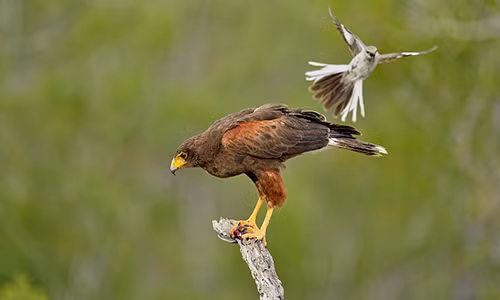 Chim nho tan cong chim lon vi “si gai”