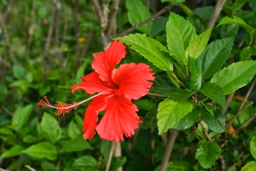 Dâm bụt có công dụng chữa bệnh khiến nhiều người bất ngờ (Ảnh minh họa).