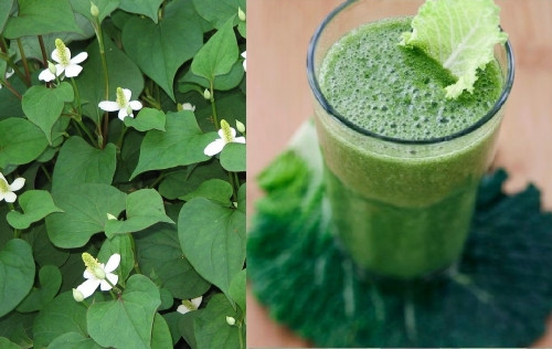 Cây diếp cá dùng để đắp chỗ sưng rất hiệu quả (Ảnh Internet).