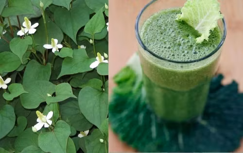 Cây diếp cá dùng để đắp chỗ sưng rất hiệu quả (Ảnh Internet).