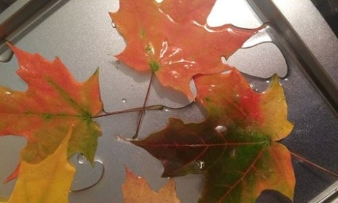 Sau đó, những chiếc lá này sẽ được Kyle xử lý bằng công nghệ đặc biệt: ngâm trong nước pha glycerin 3 ngày rồi sấy khô trong khoảng 3, 4 ngày nữa. Kyle cho biết quá trình xử lý này sẽ giúp chiếc lá giữ được vẻ ngoài nguyên vẹn trong vài năm.