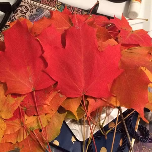 Tuần trước, chàng trai 27 tuổi đến từ Massachusetts (Mỹ) tên Kyle Waring đã cho ra đời một dịch vụ khá kì lạ: bán lá rụng mùa thu.