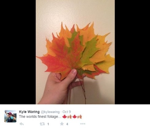 "Những chiếc lá vàng thượng hạng" - Kyle quảng cáo.