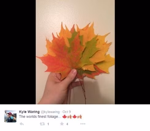 "Những chiếc lá vàng thượng hạng" - Kyle quảng cáo.