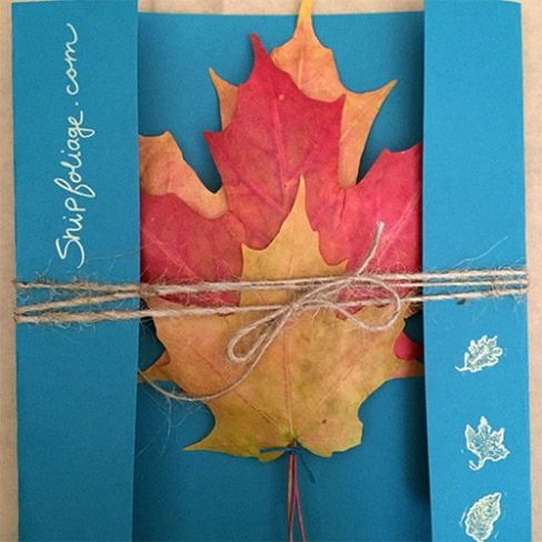 Mỗi gói sản phẩm do Kyle cung cấp sẽ gồm 3 chiếc lá cây mùa thu với 3 màu khác nhau là vàng - đỏ - xanh hoặc tùy chọn.