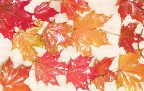 Khách hàng của dịch vụ bán hàng kì lạ này là những người không có điều kiện được ngắm nhìn thảm lá vàng đặc trưng ở nơi Kyle sinh sống. Chỉ trong 2 ngày đầu tiên, Kyle đã nhận được tới 135 đơn đặt hàng.