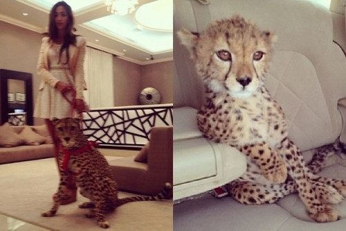 Thú "cưng" độc lạ, không kém cạnh bất cứ thiếu gia Ả Rập nào.