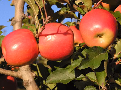 Các chất xơ hòa tan trong táo làm giảm lượng đường trong máu. Giúp bạn ngăn ngừa chống lại nguy cơ mắc bệnh tiểu đường loại 2, đặc biệt là ở phụ nữ.