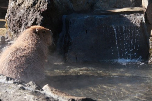 Đàn chuột lang này được tắm nước nóng theo cách sang chảnh.