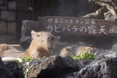 Bởi vậy, ban quản lý công viên Izu Shaboten Park đã nảy ra sáng kiến cho những con chuột lang Capybara tắm nước nóng trong suốt mùa đông dài để giúp chúng giữ ấm cơ thể.