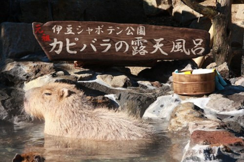 Chuột lang Capybara là loài gặm nhấm sạch sẽ nhất thế giới. Một con Capybara có thể nín thở dưới nước trong vài phút và thường sống gần nước trong suốt cuộc đời. Đến mùa đông, do nhiệt độ xuống thấp, chúng thường phải rời xa nguồn nước và chui vào đất tránh rét.