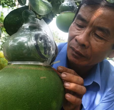 Bưởi hồ lô khắc chữ Tài Lộc Trước khi được biết đến với bưởi tạo hình bản đồ Việt Nam và bưởi "Bàn tay Phật", ông Võ Trung Thành còn là người đi tiên phong trong việc tạo hình cho giống bưởi với sản phẩm bưởi hồ lô nổi chữ Tài, Lộc lạ mắt.