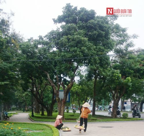 Đảo quanh "tìm mồi".