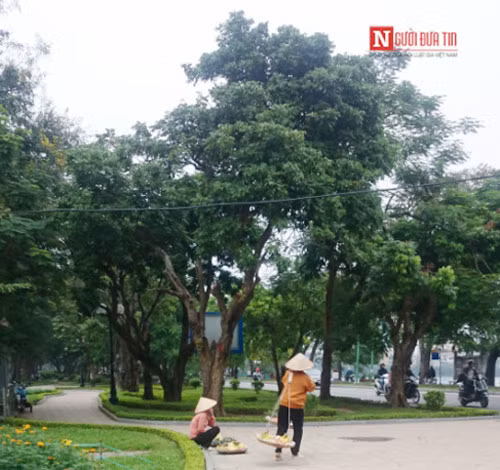 Đảo quanh "tìm mồi".