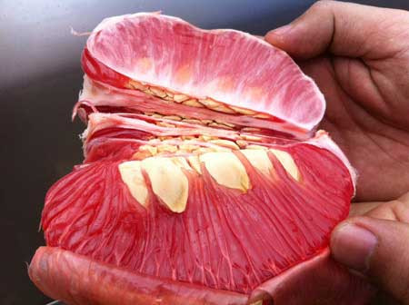 Đây là giống cây bưởi đỏ Luận Văn, Thọ Xương, Thanh Hóa (bưởi tiến Vua) là loại cây nổi tiếng. Bưởi Luận Văn là loại bưởi có mùi thơm thoang thoảng rất đặc trưng, tép bưởi có màu đỏ, giòn, nhiều nước, dôn dốt ngọt, vị đậm và không the, đắng ngay cả khi quả bưởi còn chưa chín. Quả bưởi đỏ Luận Văn có hình tròn, khi nhỏ quả có màu xanh, khi chín quả bưởi đỏ Luận Văn chuyển dần sang màu đỏ gấc. Vỏ quả, cùi quả, vỏ múi, có màu đỏ rất đẹp mắt, mọng nước, ngọt, hương thơm đặc trưng.