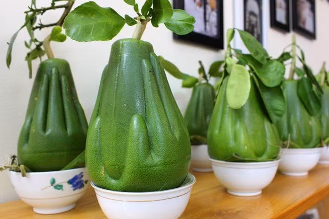 Bưởi "Bàn tay Phật" Bưởi "Bàn tay Phật" hay còn gọi là bưởi "Lễ Cát Tường" là hàng “độc” phục vụ Tết Nguyên đán 2015 vừa qua. Được biết, ngoài được trồng ở Vĩnh Long, bưởi "Bàn tay Phật" còn được trồng thử nghiệm ở Trà Vinh, Sóc Trăng, Hậu Giang.