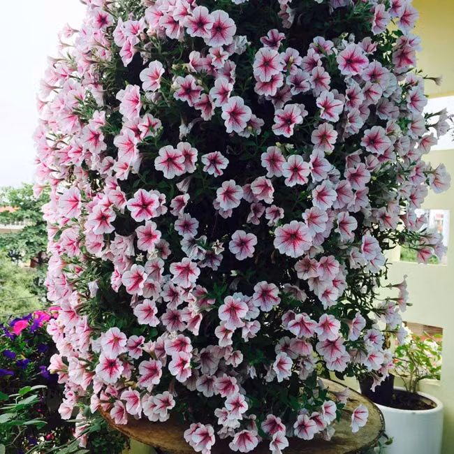  Dạ yến thảo là loài hoa ban công được các chị em đặc biệt yêu thích bởi, sắc màu nổi bật, dáng vẻ mềm mà lại rất sai hoa. Người chơi hoa này thường trồng từng cây trong chậu treo, chậu kẹp đặt trước ban công đầy nắng.