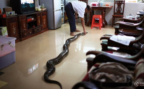 Hiện tại, con trăn đã dài 3,6 m và nặng 60 kg.