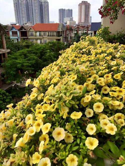 Chia sẻ cách trồng hoa, chị Huế cho hay, từng loài hoa chị có kĩ thuật trồng riêng. Đối với dạ yến thảo, chị trồng theo công thức: đất thịt (40%) trộn với trấu hun (30%) và xơ dừa (30%). Đặc biệt, không được sử dụng lại đất đã trồng vụ trước hoặc đất của cây dạ yến thảo đã chết. Để đảm bảo đúng với tên đất thịt, sau khi lấy về nên phơi khô và đập nhỏ. Trấu hun xong có thể trồng trực tiếp hoặc xả qua nước để bỏ độ mặn.