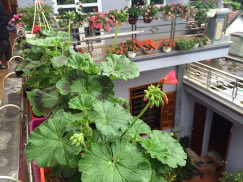 Với kinh nghiệm trồng dạ yến thảo, chị cho hay, dạ yến thảo cần nhiều nước nhưng không chịu được úng. Vì vậy, đất trồng cần tươi xốp và có lỗ thoát nước. Khi thấy đất trồng dạ yến thảo khô cần tưới thêm nước và tránh tưới nước vào lúc nắng gắt hoặc buổi chiều tối.