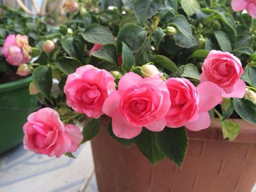 Thời gian chị Huế bắt đầu chơi hoa gần dịp Tết. Thời tiết trên xứ Phù Yên rất thuận lợi cho việc trồng hoa nên chị Huế rất hứng khởi và tiếp tục trồng thêm hoa. Từ chục chậu chơi ngày Tết, chị Huế đã trồng nhiều hơn. Đến nay, chị Huế đã trồng hoa được 3 năm. Mùa nào hoa nấy với đa dạng loài như dạ yến thảo, ngọc thảo, cúc Vân anh, cúc Indo, sam, đồng tiền… Chị Huế cho hay, gia đình chị không có nhiều đất vườn nên chị trồng hoa khắp 3 tầng trong nhà. Tầng 1, chị đặt những chậu hoa dâm bụt, hoa hồng, hoa giấy và ngọc bút… Riêng tầng 2, chị Huế ưu tiên treo những giỏ hoa theo mùa như dạ thảo, plu rủ hoặc plu đứng… Tầng 3 của gia đình là phòng thờ nên chị chỉ để những chậu mẫu đơn.