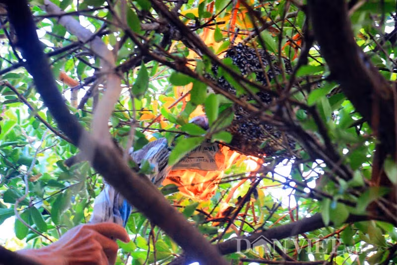 Theo nhiều thợ săn ong, việc lấy mật ong ruồi dễ dàng hơn các loại ong khác rất nhiều. Bởi tổ ong ruồi rất ít con, loại ong này lại rất hiền, nọc ít độc, ít khi chích vào người mà chẳng may bị chích thì chỉ đau 1 cách rất nhẹ nhàng.