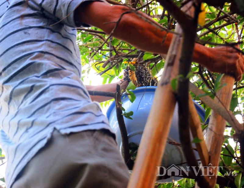 Ông Phạm Hồng Bình (68 tuổi, TP Tuy Hòa) cho biết: “Phát hiện ra tổ ong ruồi, chỉ cần leo lên cây, dùng lửa đốt rơm hoặc giấy để hun khói xua đuổi đàn ong đi. Gạt hết ong bám bên ngoài rồi dùng dao cắt tổ ong, nhanh chóng mang xuống đất để vắt lấy mật. Nếu ong ruồi có bay đuổi theo thì chỉ cần bẻ cành lá đập xua đuổi là ong tản ra hết”.