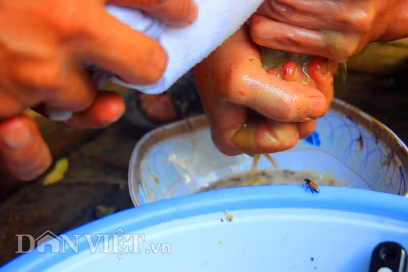 "Thợ săn ong" chỉ lấy mật, còn những chú ong ruồi sẽ được thả về khu vườn rậm rạp.