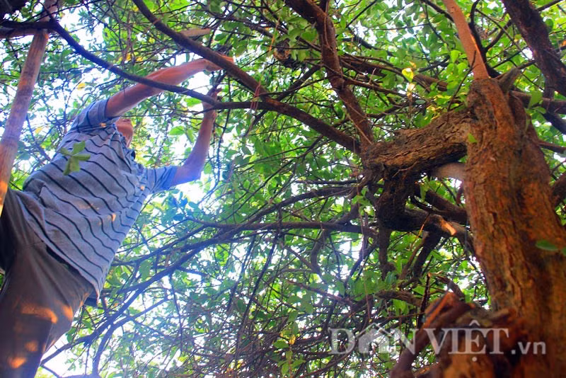 Hiện nay, đàn ong ruồi từ rừng đã bay về các khu vườn nhiều cây cối vùng thành thị ở thành phố Tuy Hòa (Phú Yên) để làm tổ, tuy nhiên tình trạng này rất hiếm. Theo chu kỳ hàng năm, mật ong ruồi có vào đầu mùa xuân đến cuối tháng 5, lúc này các loại cây đều ra hoa, có thức ăn ong mới về hút mật, xây tổ.