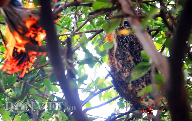 Không chỉ làm tổ nơi rừng rậm heo hút, nhiều năm nay, ong ruồi đã bay về những khu vườn có nhiều cây ăn quả để hút mật và làm tổ. Loại ong này có thân nhỏ, mật rất thơm, đặc biệt nọc của chúng ít độc nên việc săn ong ruồi cũng khá dễ dàng. Ong ruồi thường sống hoang dại, làm tổ trong bọng cây, bụi cỏ hay dưới cành cây to...