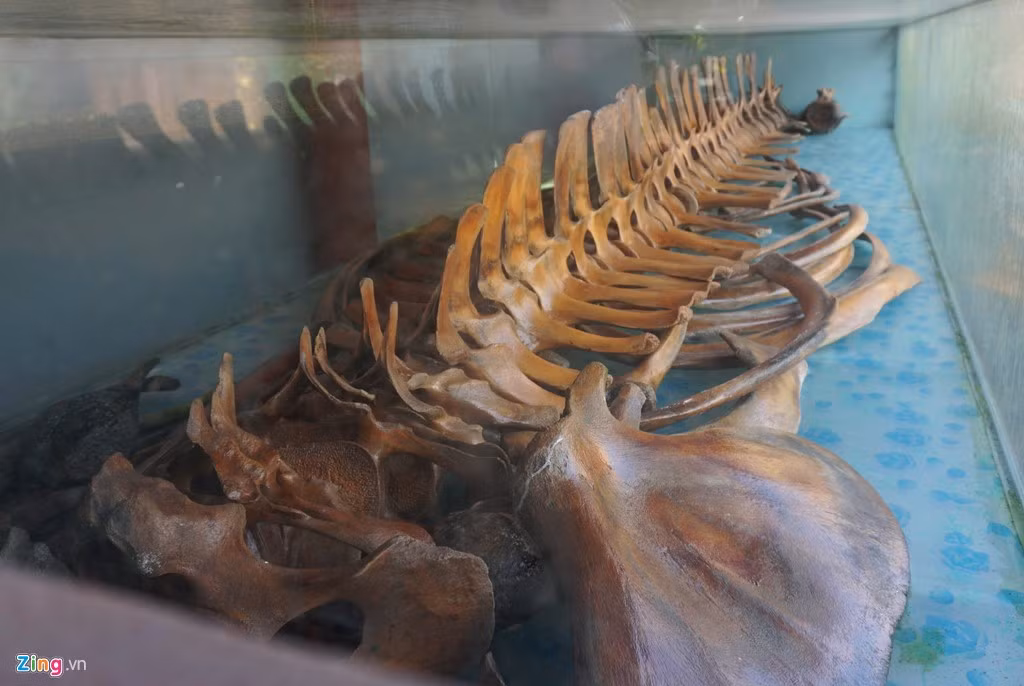 Bên trong ngôi đền có một bộ xương cá voi khổng lồ, nặng hàng tấn.