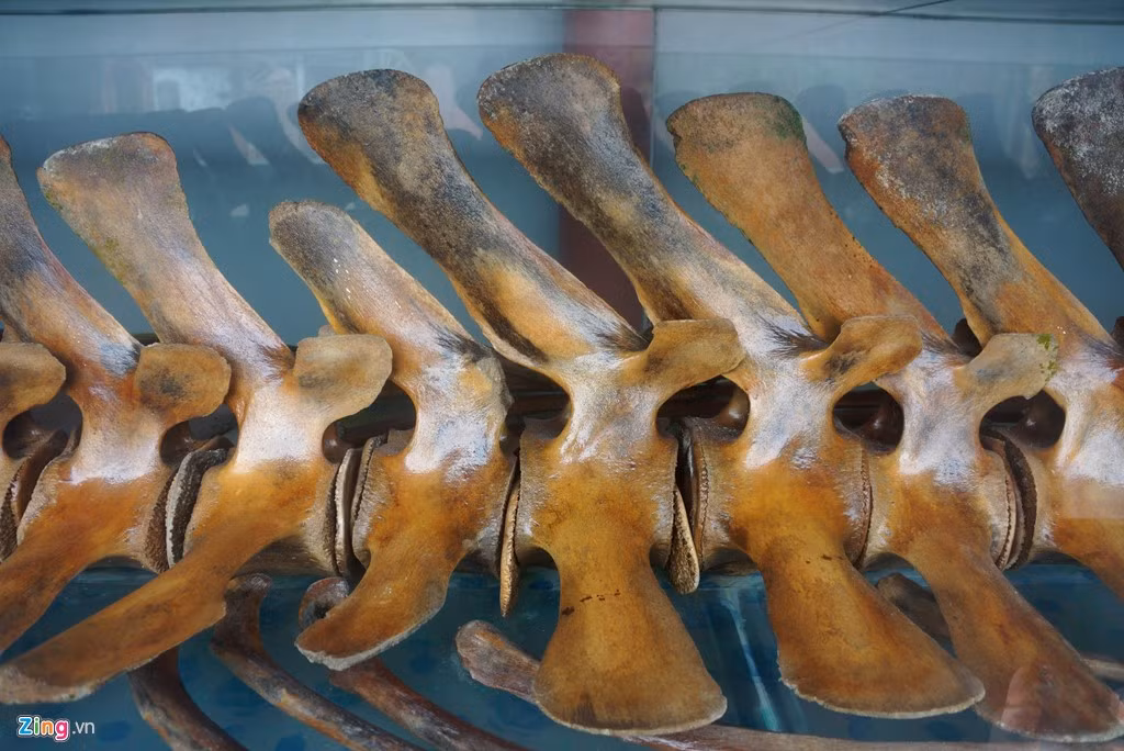 Số xương sống thu được là 40 đốt, đều to tướng như chiếc đôn, chiếc ghế.