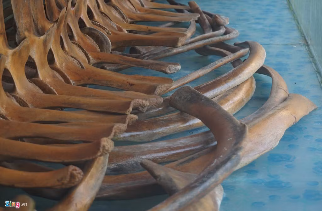 Các lão ngư trong làng liền bàn với nhau lưu giữ bộ hài cốt. Sau đó, tất cả thanh niên trai trẻ vội vã đắp bùn, dùng các tấm lưới vây dài cả trăm mét quấn quanh thân cá ở bãi vẹt. Hơn một năm sau, bờ biển Đa Lộc vui như trẩy hội. Dân khắp nơi đổ về xem ngư dân thôn Hùng Thành và Yên Lộc đưa bộ xương cá khổng lồ lên bờ. Họ làm vệ sinh sạch sẽ. Bộ xương còn khá nguyên vẹn, có cả thảy 24 chiếc xương sườn (mỗi chiếc dài chừng hơn 1 m).